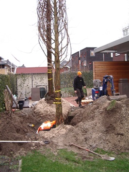 volwassen-bomen-verplanten