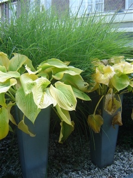 rank-gras-met-hosta-in-potten