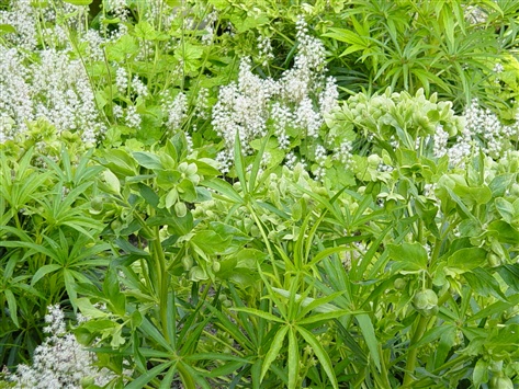 wintergroene-kerstroos-met-groene-bloemen