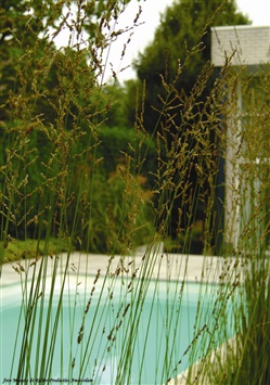 zwembad-achter-wuivende-grassen